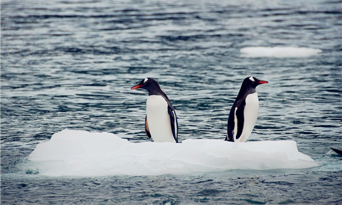南极旅游出新规 减少人类活动对南极环境的影响
